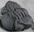 Enrolled Eldredgeops (Phacops) Trilobite - New York #50289-3